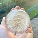 NouvoCrescent Real Dandelion Paperweight - Home Decor Crystal Ball Flower Globe 2.75in (70mm) - Dandelion Desk Decor Clear Resin Ball with Flat Bottom - Sphere Figurine Paper Weights Office Decor