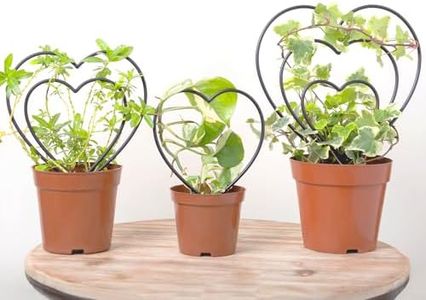 Set of 3 Indoor Plant Trellises for Climbing Houseplants - Mini Black Heart-Shaped Metal Frames for Potted Ivy, Hoya, and Pothos - Outdoor Potted Plant Support