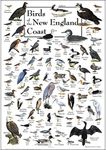 Earth Sky & Water Poster - Birds of