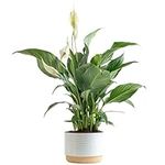 Costa Farms Peace Lily, Live Indoor