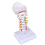 Ultrassist Cervical Spine Model with Cervical Vertebrae, Cervical Nerves, Vertebral Arteries & Occipital Plate for Medical Education