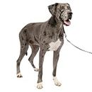 PetSafe Gentle Leader No-Pull Dog Headcollar - The Ultimate Solution to Pulling - Redirects Your Dog's Pulling for Easier Walks - Helps You Regain Control - X-Large, Black