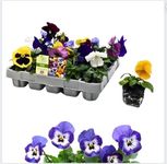 20 Pack Pansy Plant Flowering Plants Package - Pansy 'Delta Mix' - 20 x Full Plant Pack - Garden Pansies Ready to Plant Premium Quality Plants