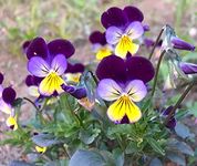 Three Mo Garden | Viola Johnny Jump Up 500 Seeds - Perennial/Hardy Annual Flower Seeds - Fragrant, Edible Flower, Cut Flower Bouquet Seeds Non-GMO Canada Flower Seeds for Home Garden