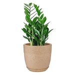 Amazon Brand - Umi Indoor Outdoor Plastic Jaguar Marble Look Roto Moulding Flower Cool Pot with Bottom Tray Plant Container for Home/Office/Garden Décor (10 Inch(25.4cm), Sand Stone)