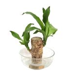 Amazon Brand - ROSEWELL TRADERS Rooted Indoor Plant Stem for Home Office Decoration Original Brazilian Wood (Pot Not Included) - One Plant