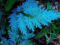 SHOP-SPEND-REPEAT peacock fern blue fern selaginella willdenowii one small plant without pot shade loving plant desktop plants indoor plants low light plants shade loving plants low maintenance plants