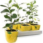 Potted Citrus Lemon Tree Houseplant | Evergreen Indoor Live Potted Plant | Fruit Plant for Conservatory, Living Room, Patio, Home, Office | 9cm Pot, 20-30cm Incl. Pot