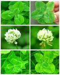 Four Leaf Clover Seeds Perennial White Clover Seed for Lawn Alternative, Erosion Control and Forage-Ground Cover Solution (2 lb)