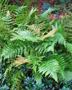 Perennial Farm Marketplace Dryopteris erythrosora 'Brilliance' (Autumn) Hardy Fern, Size-#1 Container, Copper Colored Fronds