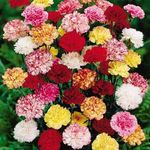 Urban Turtle Carnation Mixed Seeds (Open pollinated) | Sow and Grow Fresh Healthy Seed in Your Garden Perfect for Home & Terrace Gardening High Germination Seeds