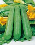 GL Seeds Zucchini Green Skvorushka Early Early 40 Days Vegetable for Planting Non GMO