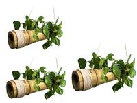 RARE OCEANS Hanging Bamboo Flower Pot (Pack of 3)
