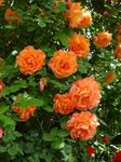 SVG® Climbing rose flower Seeds for your Home Gardening Pack of 70 to 60 seeds (ORANGE)