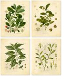 Ink Inc. Vintage Botanical Prints | Stimulant Herbs Psychoactive Plants | Coffee, Tea, Coca, Mate | 8x10 Set of 4 Unframed