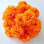 TRvancat Marigold Flowers Heads Bul