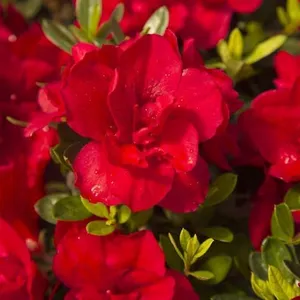 Encore Azalea Autumn Bonfire (1 Gallon) Red Flowering Shrub - Full Sun Live Outdoor Plant - Azalea Shrub - Rhododendron