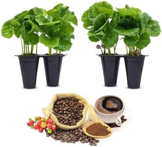 Coffee Plant Arabica (4 Pack) Real Live Plant for Sale | Coffee Lover's Dream | Easy to Grow Live for Planting | Grow Your Own Food on Your Edible Organic Garden |