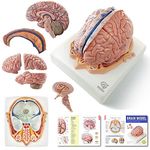 Evotech Human Brain Model w/Arteries, 7 Parts Life Size Anatomy Brain Model on a Base Show Horizontal Plain Through Eyeball Level for Science Classroom Study Display, Manual Included