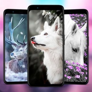 Animals Wa
