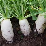 VibeX Hybrid White Giant Long Radish Seeds-300 Seeds