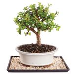 Brussel's Dwarf Jade Bonsai - Medium (Indoor) with Humidity Tray & Deco Rock