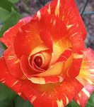 Harry Wheatcroft Hybrid Tea Rose Bush in 3 lit Pot Orange/Golden Yellow Stripe