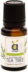 Anveya Australian Tea Tree Essential Oil, For Face, Skin & Hair, Best For Acne, 100% Natural, Pure & Undiluted, For both Men & Women |Paraben and Sulphate Free, 15ml