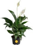 Costa Farms Peace Lily, Live Indoor