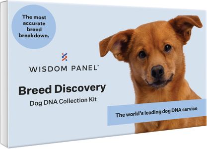 Wisdom Panel Dog DNA Test Kit – Breed & Health Insights