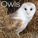 Owls Calendar - 2016 Wall calendars - Animal Calendar - Monthly Wall Calendar by Avonside