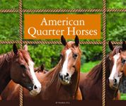 American Quarter Horses (Majestic Horses)