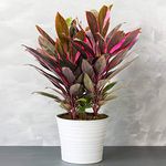 1 x Cordyline Tango - Cabbage Palm | Variegated Indoor Plant (30-40cm in Pot)