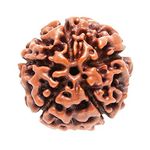 Petrichor Original Nepali Five Faced / 5 Mukhi Rudraksha Bead (Colour: Brown, Shape: Round) WITH CERTIFICATE