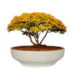 Lasaki Camry Medium White Ceramic Pots for Indoor Plants, Planters, Flower, Pots, gamla, Outdoor, Balcony, Home, Garden, Office Decor, Succulent,Bonsai(D - 23 X H - 7.5 cm)(Plants not Included)