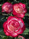 Oakwood Farms® Climbing Rose Flower Seeds All Season | Flowering Plants Seeds for Home and Gardening - Pack of 70-100 seeds (RED BORDER PINK)