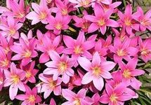 Urban Gardens Rain Lily Zephyranthes Grandiflora, Light Pink, A Pack of Five Bulbs