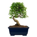 Abana Homes Bonsai Live Plant 6 Years Old Chinese Elm Bonsai Tree In Ceramic Pot| Unique Bonsai Plants for Home Indoor Height: 30cm