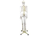 PHYSIQUE Life Size Human Skeleton Model - Human Body Skeleton, Perfect for Anatomy Classes, Realistic and Flexible, 180cm Tall