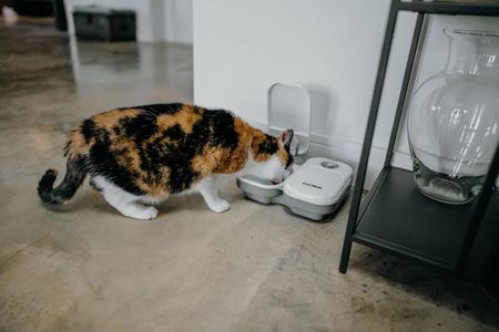 Cat Mate Automatic Pet Feeder – C200 Dual Meal Timer