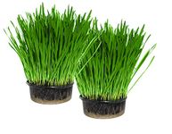 Cat Grass Kit x 2 (Grow your own) By Cat FurNature