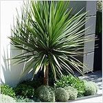 [x2] Cordyline 'Australis' Cabbage Palm Tree | Multi-Pack | Evergreen Perennials | Pot Plants