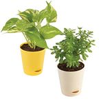 Ugaoo Good Luck Indoor Plants For Home With Pot - Jade Plant & Money Plant Variegated