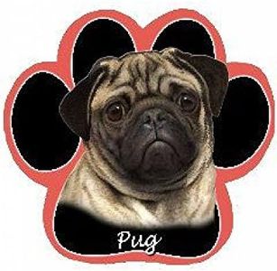 Pug Dog Pa