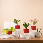 KYARI Zamia Green-Golden Money-A Pink-Golden Snake Combo of 4 Indoor Plants for Living Room | Live Plants | Plants with Red Pot for Home Air purifier plants | Plants for Home Decor | Plants for garden