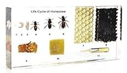 Lifecycle of a Honey Bee Science Cl