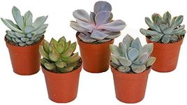 Set of Mixed Echeveria House Foliag