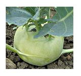 Cabbage Giant Kohlrabi Late Seeds Vegetables from Ukraine 1 Gram