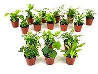 Mini Fern Plants (6 Plants) (2" Pot