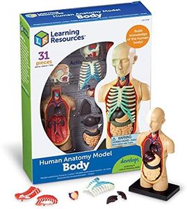 Learning Resources Human Body Model, Science Classroom Demonstration Tools, Realistic Human Anatomy Display, 31 Pieces, Grades 3+, Ages 8+